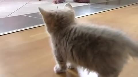 Cute munchkin baby kitten talks too much