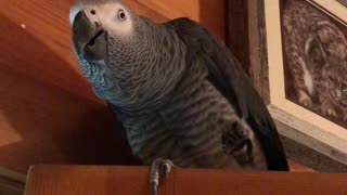 Levi my African Grey.