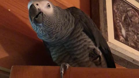 Levi my African Grey.