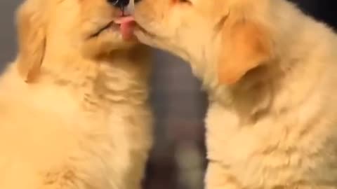 Two dogs kiss each other warmly. romantic. dogs love.