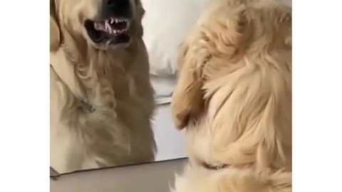 Hilarious Dog Practicing Swear Words in Front of the Mirror!