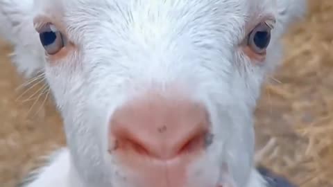 Cute goat funny video 😂😂#goat