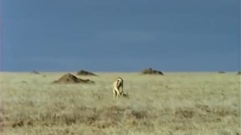 Amazing Cheetah Chase Compilation-5