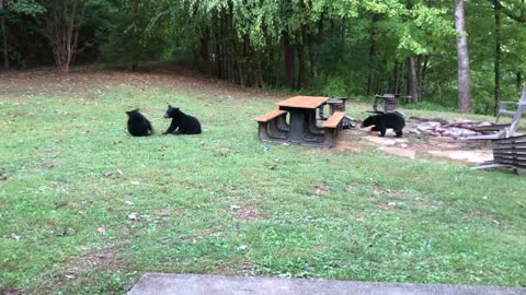 Seeing Three Bear Cubs at a Cabin on Family Vacation