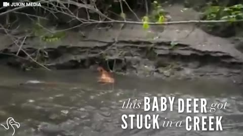 Kids Rescue Baby Deer Stuck In A Creek
