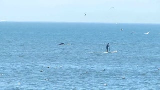 Ballenas jorobadas montan un espectáculo para los espectadores de la playa