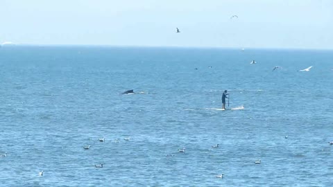 Ballenas jorobadas montan un espectáculo para los espectadores de la playa