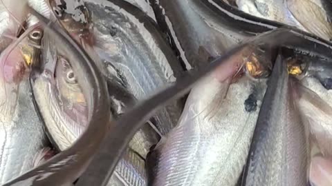 Big Pabda Fish Live Video In Bangladesh Fish Market#shorts