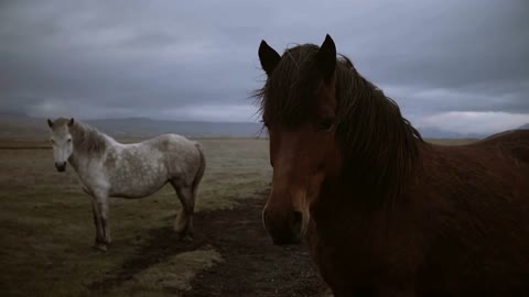 Beautiful landscape of brown and white Icelandic horses