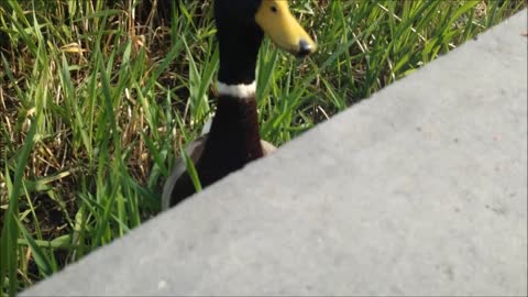 Duck eating out of someones hand