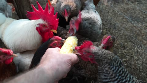 Brought some veggies to the hens (spinach and corn).