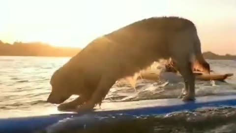 Dog playing on water skateboard I High risky sport for beginners