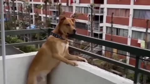 Animal funny video