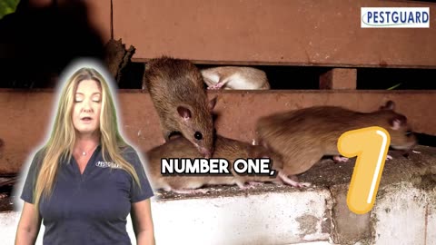 🐭🚨 PestGuard's Rodent Radar: Unveiling 3 Signs of Infestation in Florida Homes! 🏡