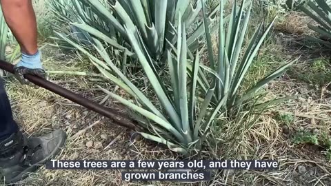 How Tequila Made From Agave Blue Agave Cultivation and Harvest Agave Processing in Factory