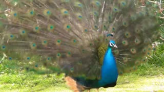 Peacock Dance Display - Peacocks Opening Feathers HD Bird Sound