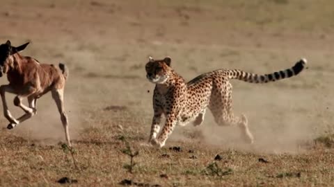 Wildebeest mama and her cub are running for their Life