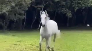 This horse is amazing