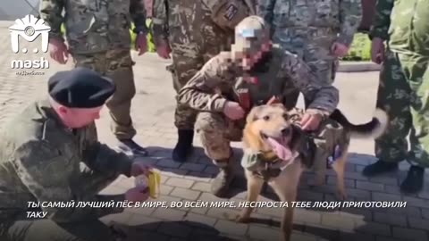 The dog Bandit received an award from the residents of Donbass.