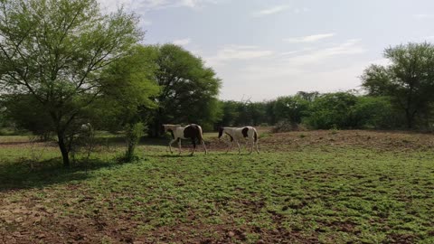 Horses Walking Freely In A Vast Land
