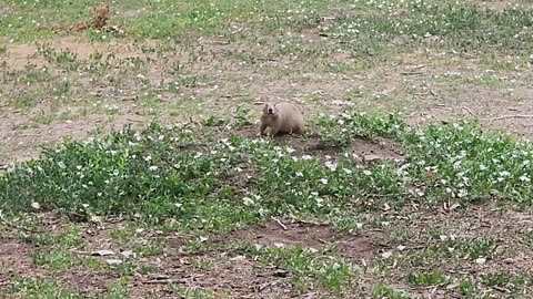 Prairie Dog Becomes Disc Golf Cheerleader