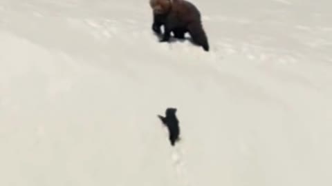 Mother and daughter of the Bear family climbing snowy mountains