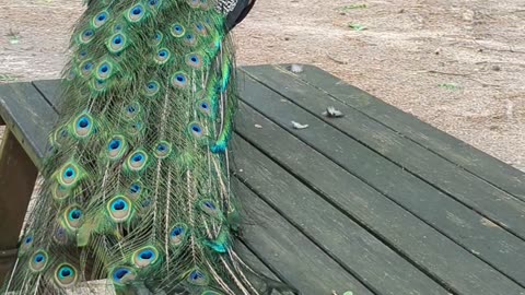 Peacock on the bench