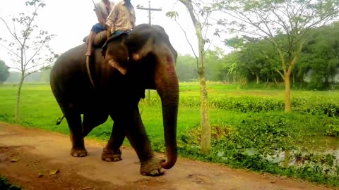 A Bangladeshi trained elephant