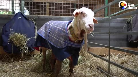 Sheep Covered In 80 Pounds of Wool Makes Most Amazing Transfomation| The Dodo Faith=Restored