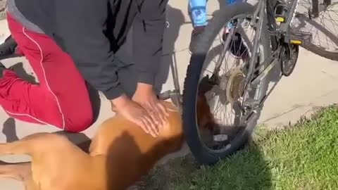 Wow 😲 amazing life saving CPR on a dog