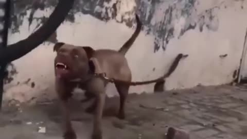 Fully Aggressive Pitbull Terrier dog | Angry pitbull terrier status🔥#shorts #Rtshorts #rumblehorts