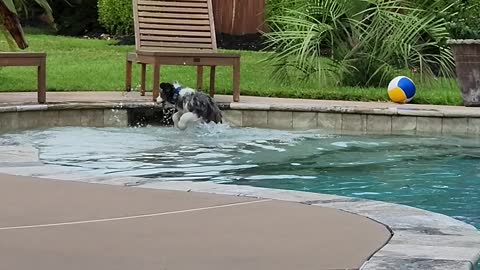 Huckleberry the Puppy Discovered the Pool