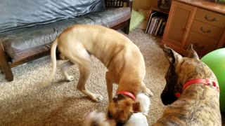 Wild Great Dane and Parson Jack Russell Terrier playing