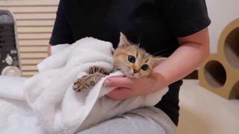 You'll be amazed at how calmly this kitten can shampoo! - 2024