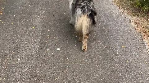 Dog Gently Carries Around a Turtle