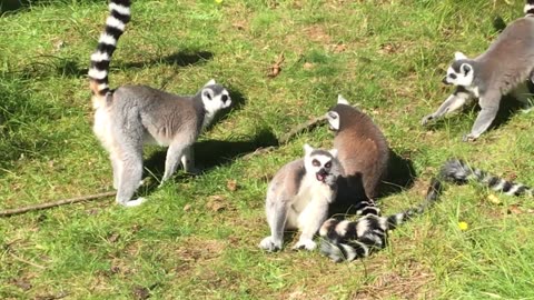 Ring-Tailed Lemur (2) - Givskud Zoo (Denmark)