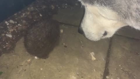 Husky and hedgehog in my Garden! Wow