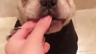 Funny dog eating