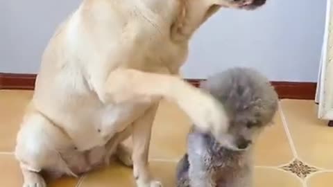 Baby dog funny animals