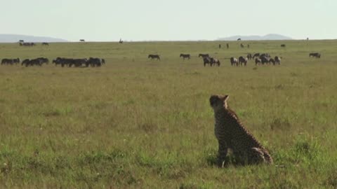 A Cheetah Hunting _ Animals _