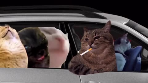Funny Cat is Driveing His Friends Home/ One of Them is Too Drunk🤣🚘🤮