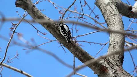 Downy Woodpecker Call and Pecking