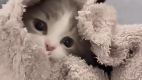 cute cat videos clips| aww animals