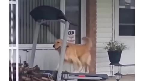 Golden Retriever walking himself on a walking machine in a rainy day