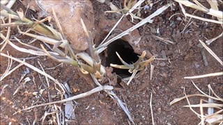 Wolf Spider Is Evicted Permanently