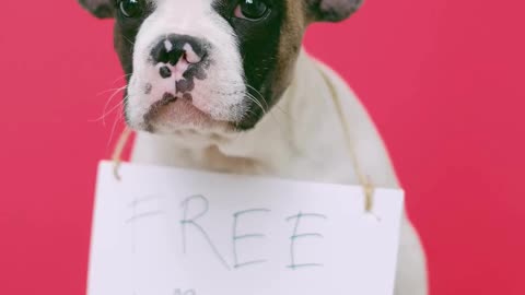 free kisses with puppy (valentine day offer)