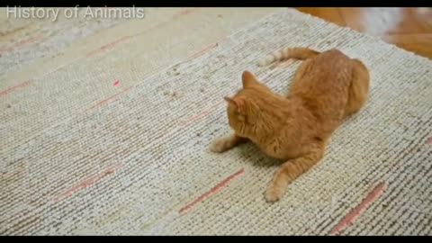 Funniest Cats And Dogs Video 128