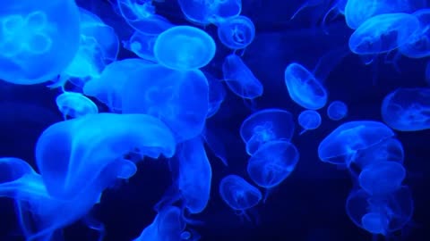 relaxing and calming jellyfish in slow motion you can meditate to