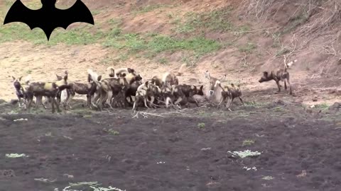 Wild dog packs hunt pregnant female antelopes