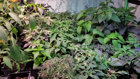 A Look Back at Some of the Indoor Pepper Plants We Had Last Year